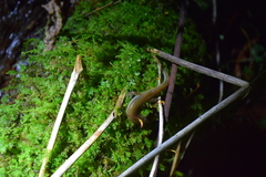 Desmognathus santeetlah