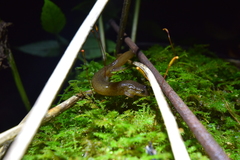 Desmognathus santeetlah
