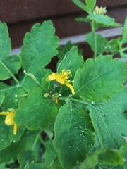 Chelidonium majus