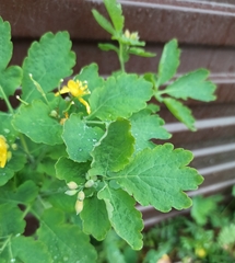 Chelidonium majus