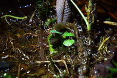 Desmognathus santeetlah