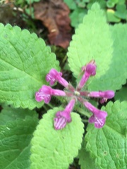 Stachys mexicana