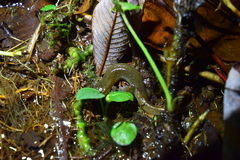 Desmognathus santeetlah