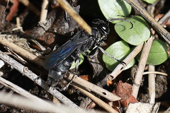Crabronidae