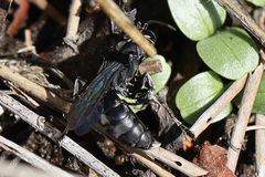 Crabronidae