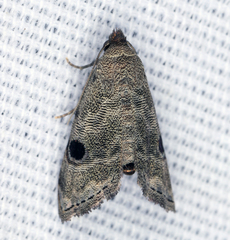 Abablemma brimleyana