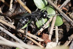 Crabronidae