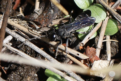 Crabronidae