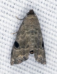 Abablemma brimleyana