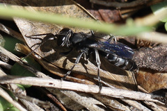 Crabronidae