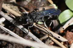 Crabronidae