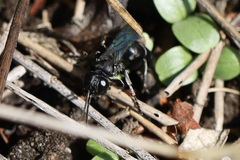 Crabronidae