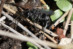 Crabronidae