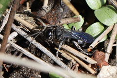 Crabronidae