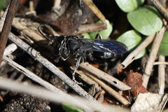 Crabronidae