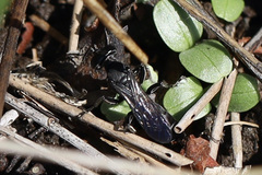 Crabronidae
