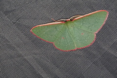 Chlorocoma rhodothrix