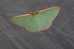 Chlorocoma rhodothrix