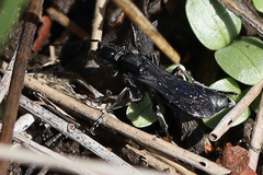 Crabronidae