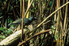 Hawaiian Crow photo 2