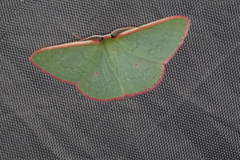 Chlorocoma rhodothrix