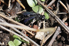 Crabronidae