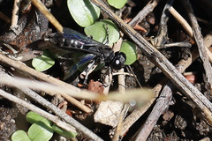 Crabronidae