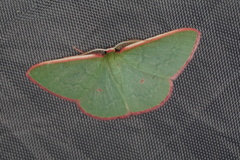 Chlorocoma rhodothrix