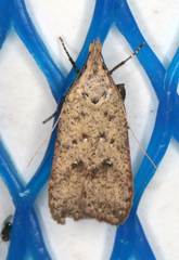 Dichomeris ventrellus