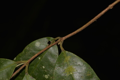 Lenwebbia prominens