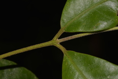 Lenwebbia prominens