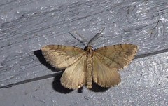 Asaphodes aegrota