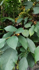 Ficus grossularioides