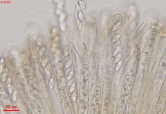 Lanzia luteovirescens