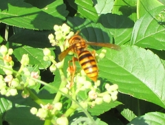 Vespa simillima
