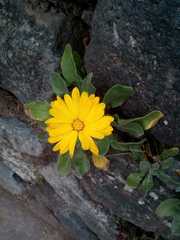 Calendula
