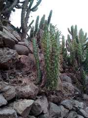 Austrocylindropuntia subulata