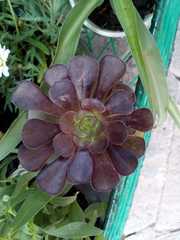 Aeonium