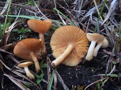 Lactarius alpinus