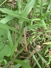 Tenodera angustipennis