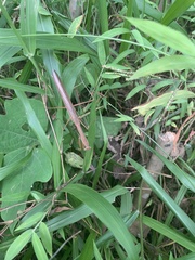 Tenodera angustipennis