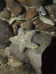 Aquilonastra