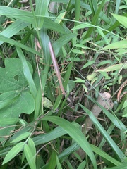 Tenodera angustipennis