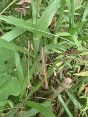Tenodera angustipennis