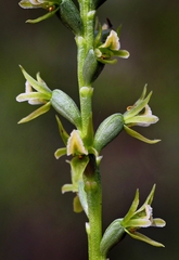 Prasophyllum pallidum