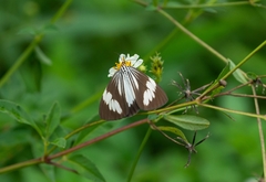Nyctemera tripunctaria