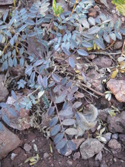 Astragalus concordius