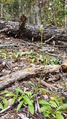 Nardostachys jatamansi