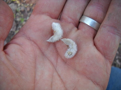 Astragalus concordius