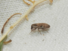 Microlarinus lypriformis
